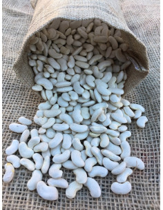 ALUBIA BLANCA DE RIÑON